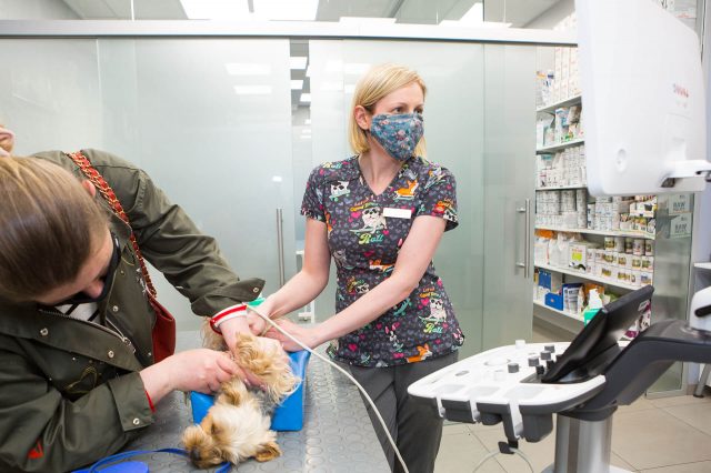 lekarz weterynarii podczas wykonywania badania usg psu